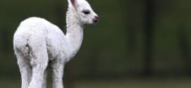 alpaca