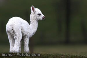 alpaca