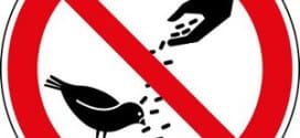 Verbotsschild Vögel - Tauben füttern verboten Zeichen Schild