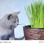 Katze frisst Katzengras