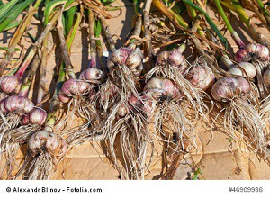 Gathered organic garlic drying at the sun