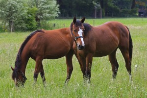 altes Pferd