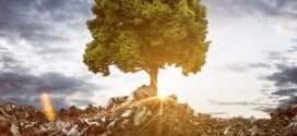 Tree grows between Mountains of Trash