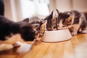 katzen
