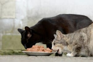 katzen