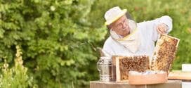 Beekeeper holding beehive frame