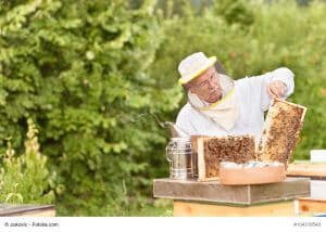 Beekeeper holding beehive frame