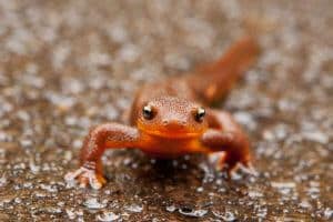 regional-train-1572209_640