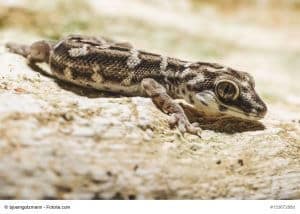 Gecko