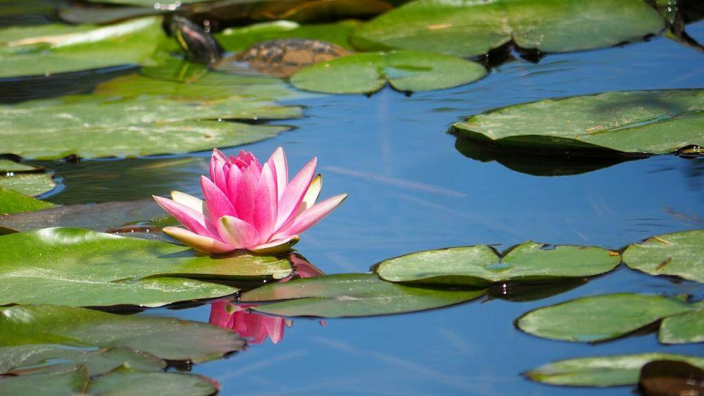 Teich reinigen