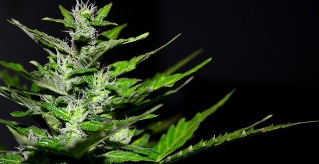 Cannabisprodukte – medizinischer Segen oder Drogenproblem?