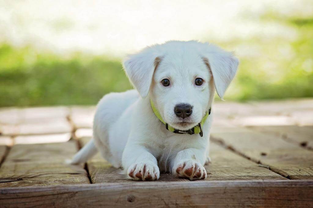 Ein Hund Zieht Ein So Gewöhnen Sie Den Vierbeiner An Das