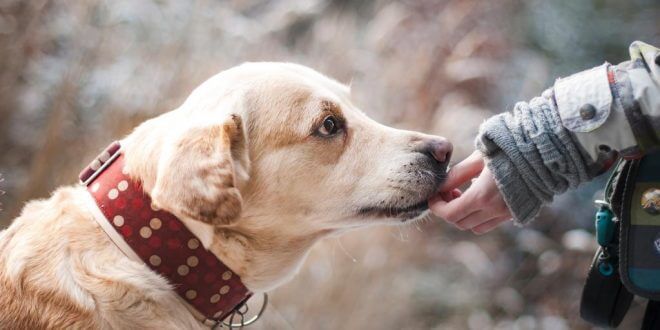 Ratgeber Hunde: Wie teuer ist ein Tierarzt?
