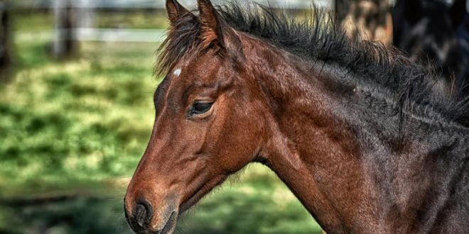 Pferdeversicherung: Welche Absicherung benötigen Pferd und Reiter?