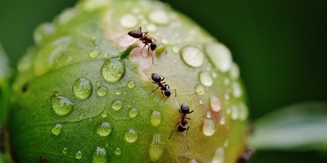 Erste Hilfe bei Ameisen im Haus und im Garten