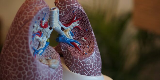 Das Können unserer Lunge