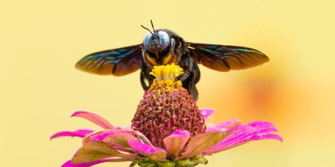 Der richtige Schutz vor Insekten im Sommer
