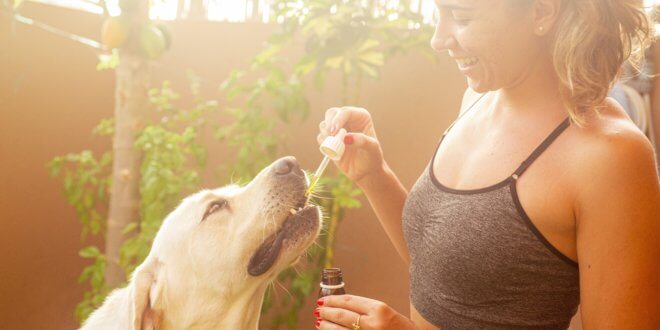 CBD Öl für Hunde: So hilft es