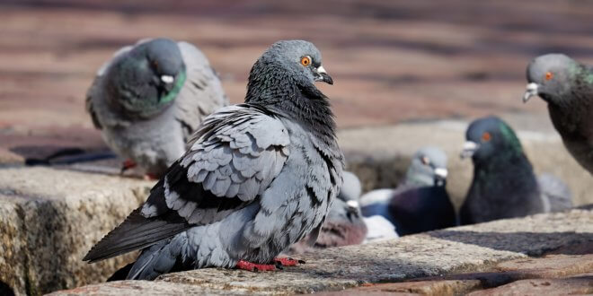 pigeons-3268990