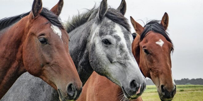 Die 5 häufigsten Irrtümer über Pferde