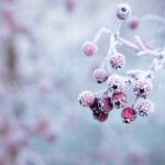 Frost im Winter