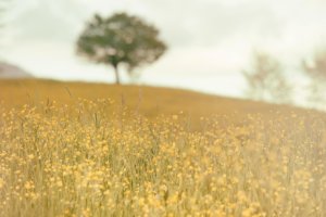 Baum auf Wiese