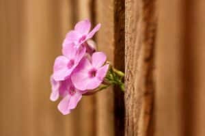 Gartenzaun, Bild: pixabay
