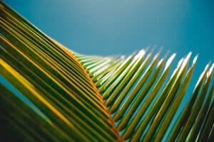 Palmblatt