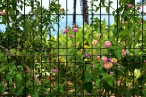 Gartenzaun, Sichtschutz, Blumen, Pflanzen